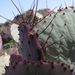 Jardín de Cactus[182] resize