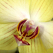 Mosolygó Orchidea