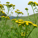 Gilisztaűző varádics (Chrysanthemum vulgare)