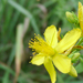 Közönséges orbáncfű (Hypericum perforatum)