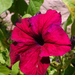 Petúnia (Petunia) I