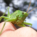 Zöld lombszöcske (Tettigonia viridissima) IV