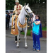 Indian-wedding-horse-Yorkshire (Medium)