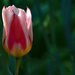 Tulipános