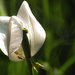 Fehér tulipánBB
