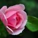 Egy szál rózsa NNNNN