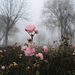 Rózsák ködben