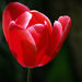 Az utolsó tulipán