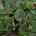 Salix reticulata TOM 0853