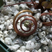 Cyclamen purpurascens setting seed 0001