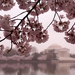 washington cherry blossoms jefferson memorial 13306 600x450