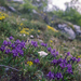 Pygmy Iris / Apró nőszirom / Iris pumila - Hasselblad 500C/M Dis