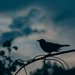 Blackbird silhouette -