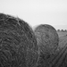 Hay rolls / Szalmabálák - Hasselblad 500C/M Distagon 50mm f4 C S