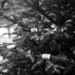 Analog Christmas - Rolleiflex New Standard Carl Zeiss Tessar 75m