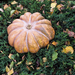 autumn fairytale - Hasselblad 500C/M Planar 80mm 2.8 Kodak Portr