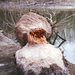 Breakfast of Beavers - Konica Hexar AF Agfa Vista 200