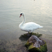 Swan at lake Balaton - Konica Hexar AF Kodak Pro Image 100