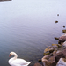 swan at autumn Balaton - Konica Hexar AF Kodak Ektachrome E100 (