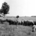 Pásztorkalap botra tűzve őrzi a juhokat. 1977.