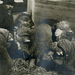 Díjnyertes kosok gazdájukkal egy tenyészállatvásáron, 1920-as év