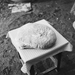 Kemencés kenyér. 1965. 776x768