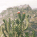 189-Taormina - kaktuszok