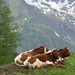 034 - Pihenő alpesi tehenek