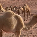 0167 - Wadi Rum -Tevék
