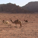 0171 - Wadi Rum -Tevék