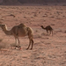 0170 - Wadi Rum -Tevék