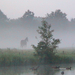 192 - Rijnsburg - Hajnali köd