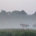 191 - Rijnsburg - Hajnali köd