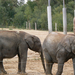 124 - Zoo Park - Elefántok