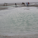 064 - Chott El Jerid - Sós tó