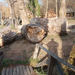 Széchenyi Ödön Parkban kivágott fa törzse