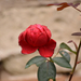 Bogácsi rózsa