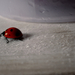 ladybug 1.