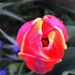 fagyott tulipán ápr. 10.