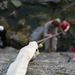 Climbing in Glendalough (4)