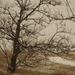 Havazás a Kiskunságban - út menti fa, Apajpuszta