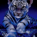 1235 white-baby-tiger.gif