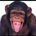 csimpanz chimpanzee01