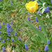 Tavaszi virágok: fürtös gyöngyike, tulipán (P1100273)