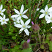 Tavaszi virágok (P1120386)