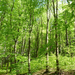 Erdőben (P1130622)
