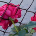 Bújócskázó rózsák (P1190858)