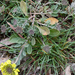 Sárga vadvirág a vadonban (P1330153)
