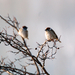 Mezei veréb, Tree Sparrow, Feldsperling, Passer montanus