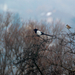 Dolmányos varjú, Hooded Crow, Nebelkrähe, Corvus cornix